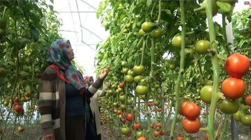 K&ouml;y&uuml;nde Sera Kurdu, K&ouml;yl&uuml;ye &Ouml;rnek Oldu