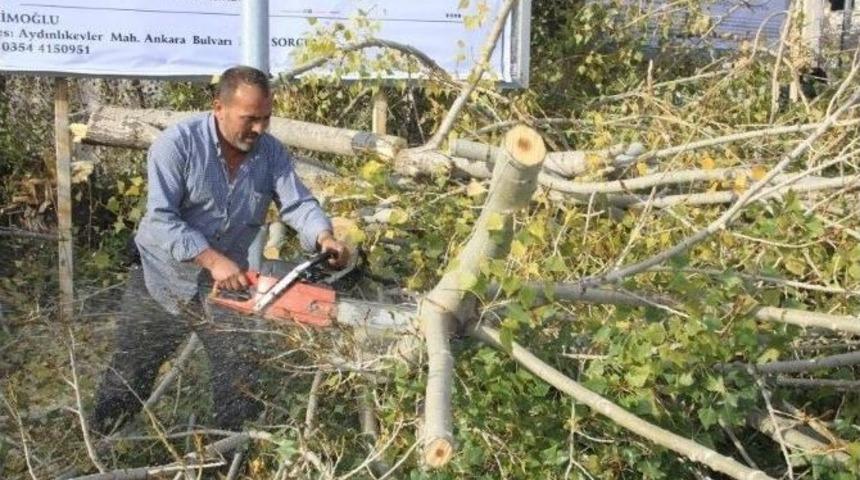 Sorgun Belediye Ekipleri Cadde Ve Sokaklardaki Ağa&ccedil;ların Budamasını Yapıyor