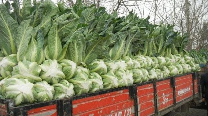 Bafra&rsquo;da Hasat &Ouml;ncesi Pestisit Denetim