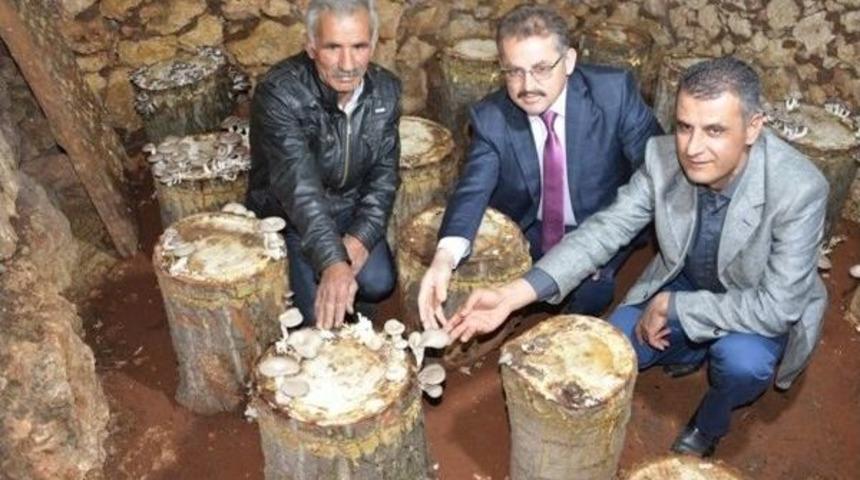 Kayın Mantarı &Uuml;reticiyi Sevindirdi