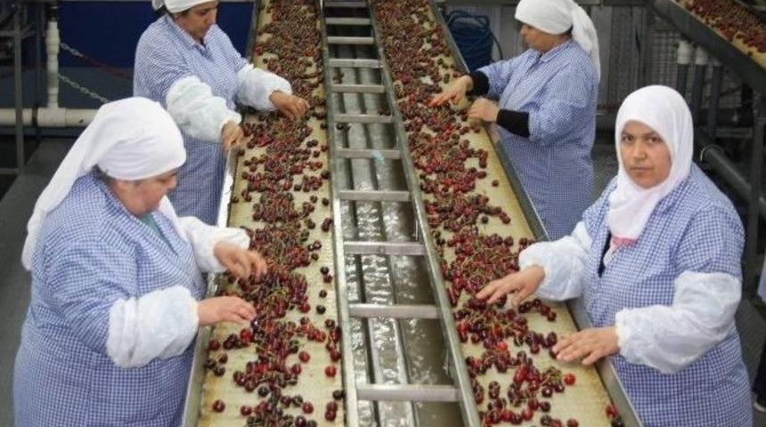 Kiraz İhracatı &Ccedil;in&rsquo;le Coşacak