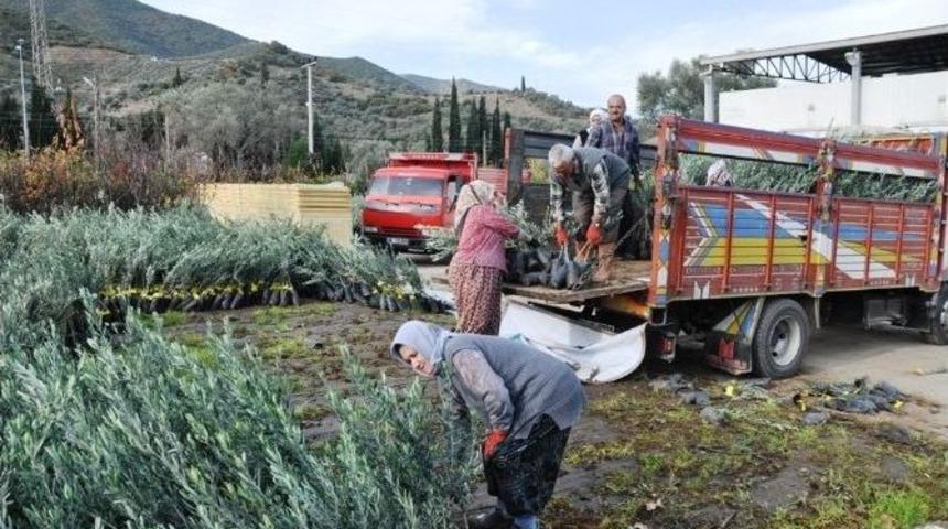 İzmir B&uuml;y&uuml;kşehir Belediyesi İl&ccedil;elerde Fidan Dağıttı