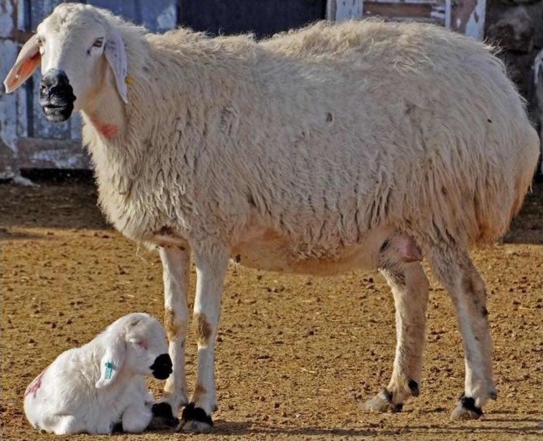 (&ouml;zel Haber) Hayvan Hastalıkları, İnsan Sağlığını Da Tehdit Ediyor