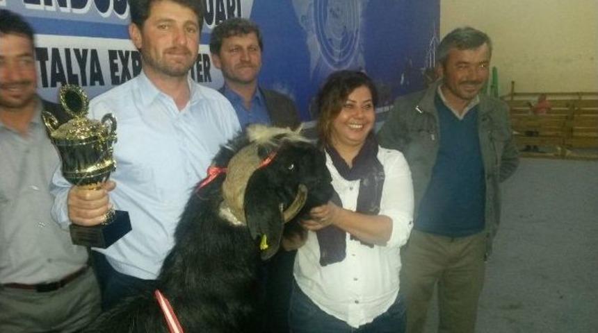 Fuarda Damızlık Ke&ccedil;i Yarışması