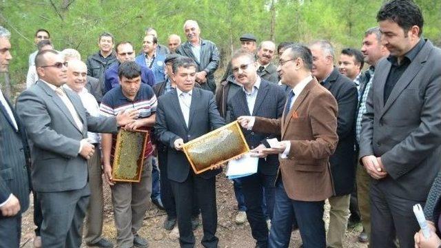 Bozyazı’ya İki Yeni Bal Ormanı