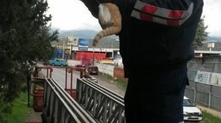 Ağa&ccedil;ta Mahsur Kalan Kedi İtfaiye Tarafından Kurtarıldı