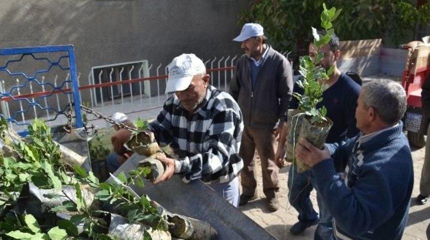Nazilli&rsquo;de 1000 Adet &Uuml;cretsiz Defne Fidanı Dağıtıldı