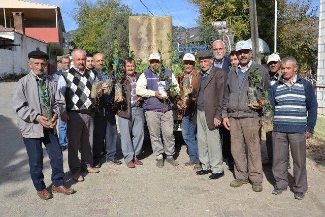 Nazilli’de 1000 Adet Ücretsiz Defne Fidanı Dağıtıldı 1