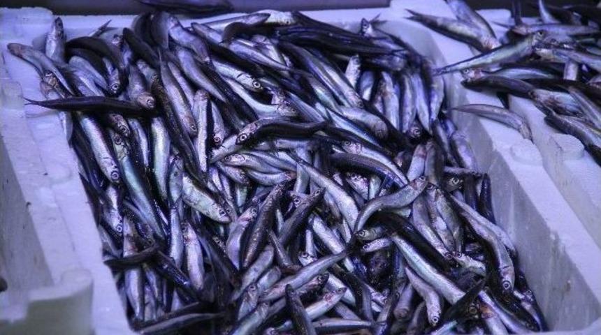 Sıcak Havalar Hamsi Fiyatlarını Etkiledi