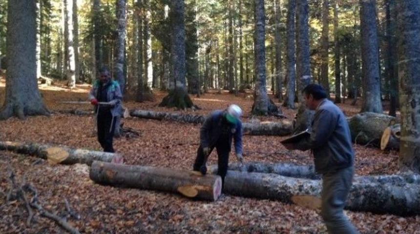 G&ouml;lyaka&rsquo;da 2016 Yılı &Uuml;retimleri Başladı