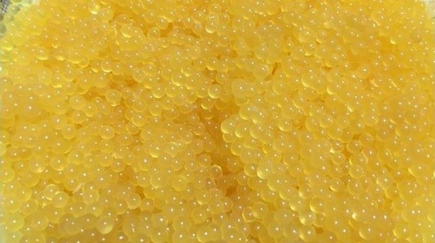 Su &Uuml;r&uuml;nleri Fak&uuml;ltesinde Havyar &Uuml;retimine Başlandı