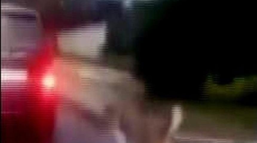 Bu Nasıl Hayvan Severlik?