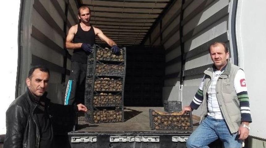 (&ouml;zel Haber) &rsquo;israil Kelebeği&rsquo; Rize Kivisini Vurdu