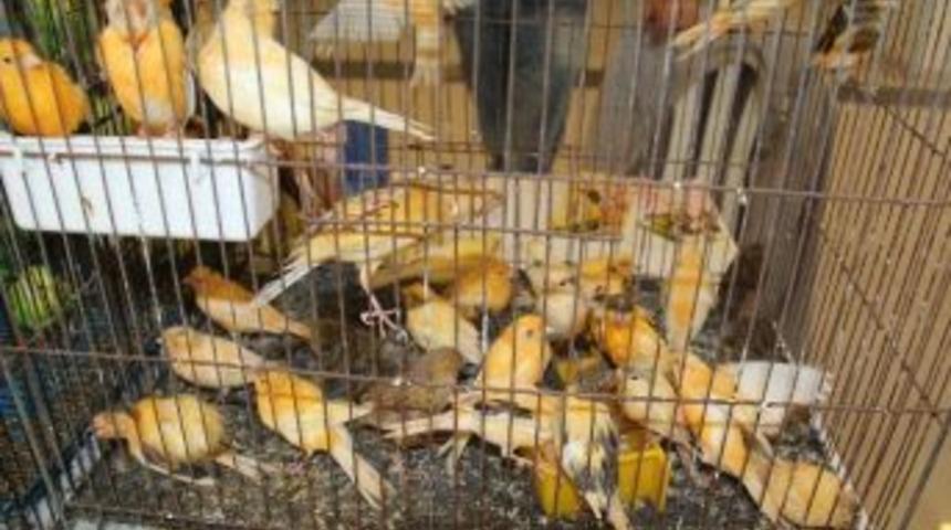 Kafes Kuşları Yarışması&rsquo;na B&uuml;y&uuml;k İlgi