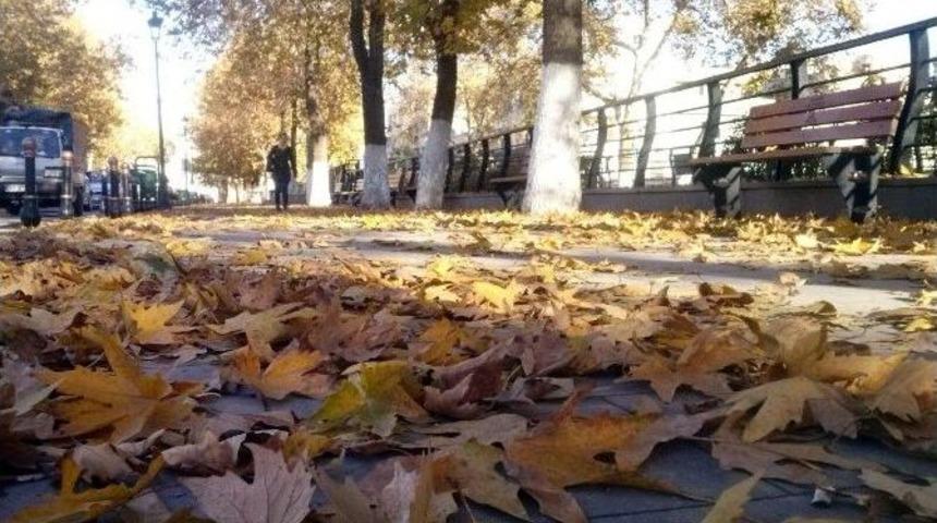 D&ouml;k&uuml;len &Ccedil;ınar Yapraklarına Hucum Ettiler