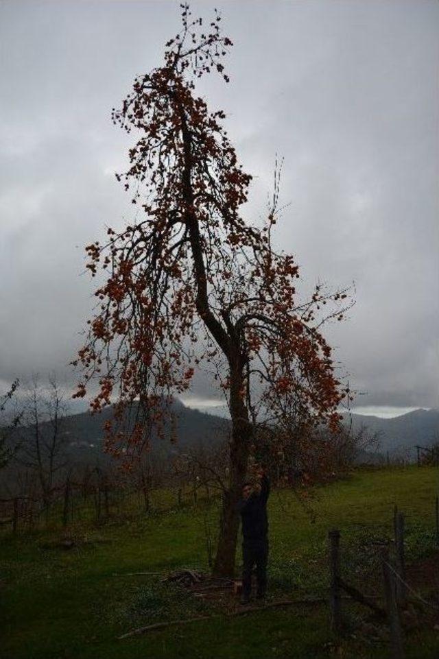 Görselliği Ve Lezzetiyle İlgi Çekiyor