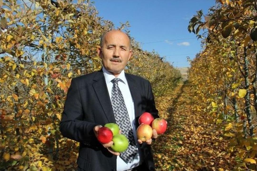 Sermayelerini Bankaya Değil Elmaya Yatırdılar