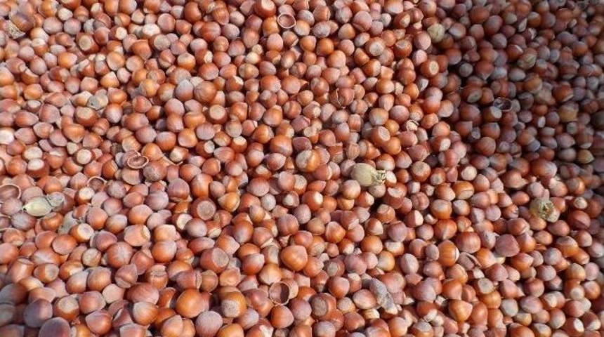 Rusya Krizi, Fındık Fiyatlarını Da Vurdu