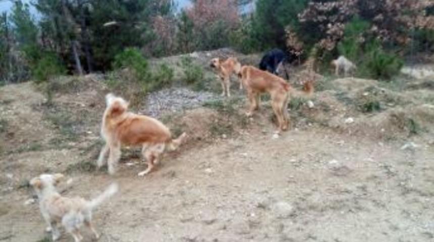 Sokak Köpeklerini Ormanda Açlığa Terk Ettiler
