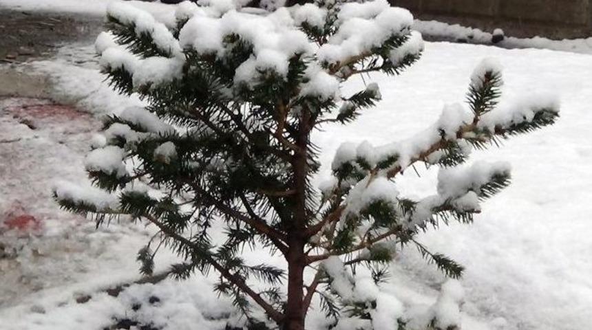 Ağrı Beyaza B&uuml;r&uuml;nd&uuml;