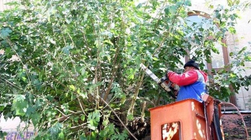 Kilis Belediyesi Ağa&ccedil;ları Budamaya Başladı