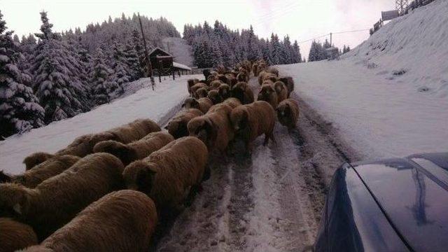 Çambaşı Yaylası’nda Kartpostallık Görüntüler