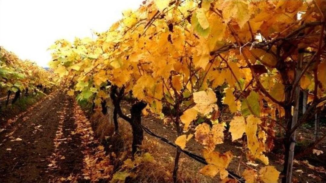 &Uuml;z&uuml;m Bağlarında Sonbahar G&uuml;zelliği