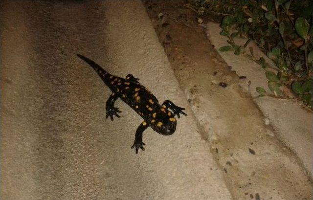 Bahçede ‘türk Semenderi’ Bulundu