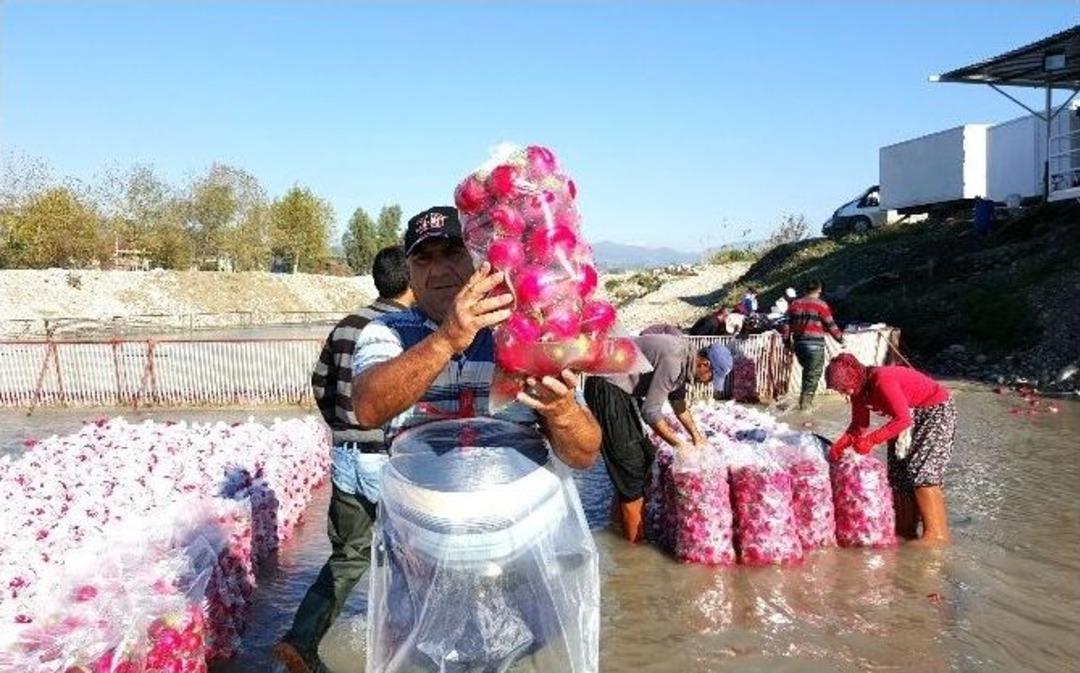 &ldquo;kırmızı Altın&rdquo; Hasadı Başladı