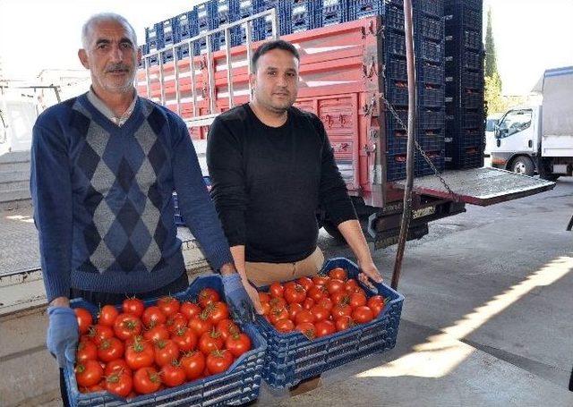 Türk Domatesine Dost Morali