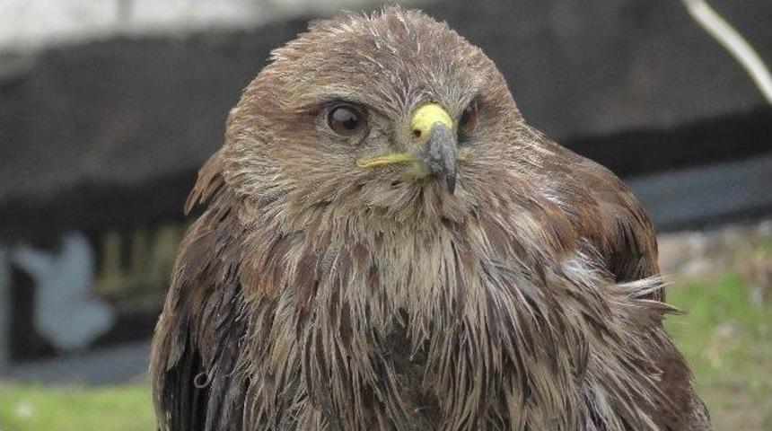 Muş&rsquo;ta Yaralı Şahin Koruma Altına Alındı