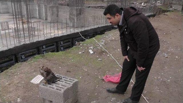 Muş’ta Yaralı Şahin Koruma Altına Alındı