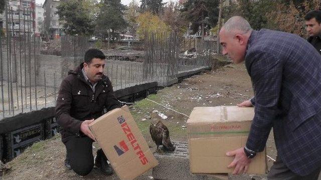 Muş’ta Yaralı Şahin Koruma Altına Alındı