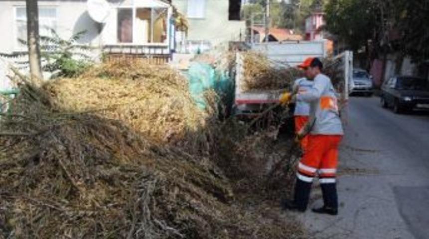 Ağa&ccedil; Dalları İ&ccedil;in Belediyeyi Arayın