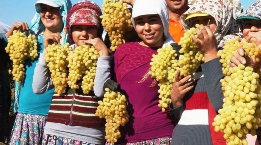 Kış Kapıya Dayandı Bağlarda &Uuml;z&uuml;m Bitmedi