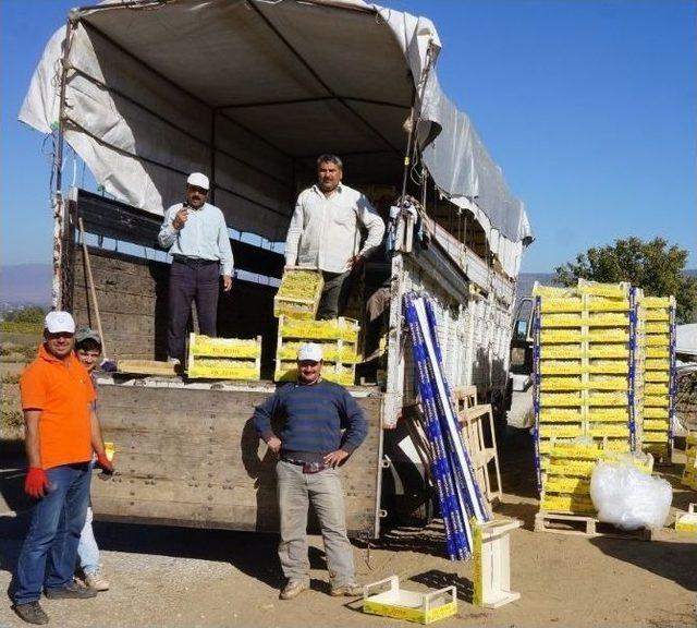 Kış Kapıya Dayandı Bağlarda Üzüm Bitmedi