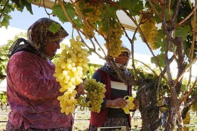 Kış Kapıya Dayandı Bağlarda Üzüm Bitmedi