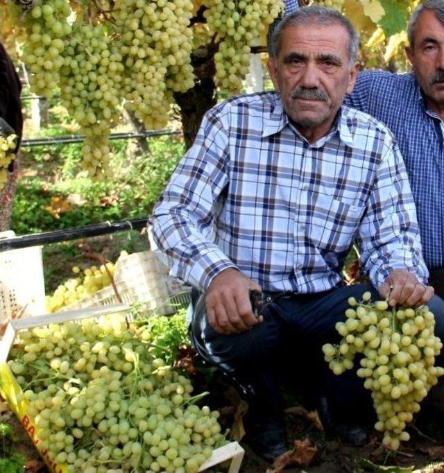 Kış Kapıya Dayandı Bağlarda Üzüm Bitmedi