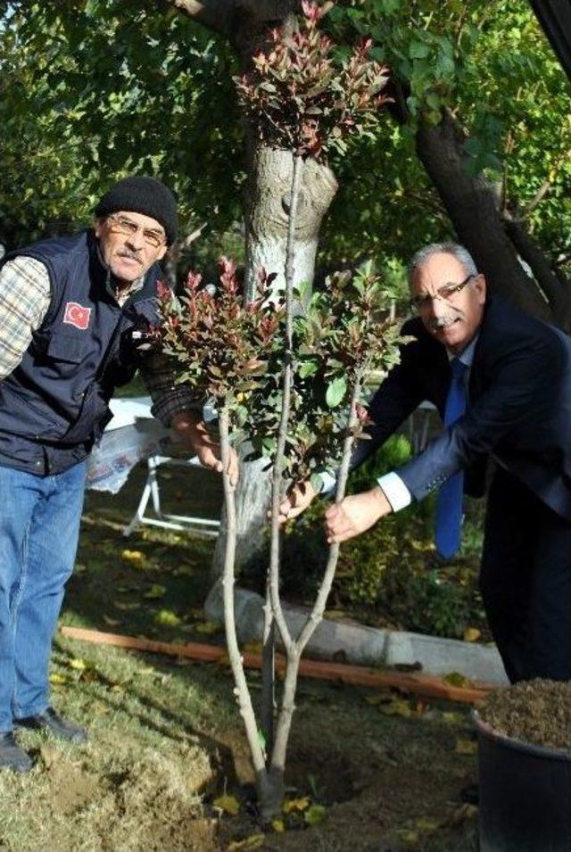 Park İncirliova Fidan Dikimleri Başladı