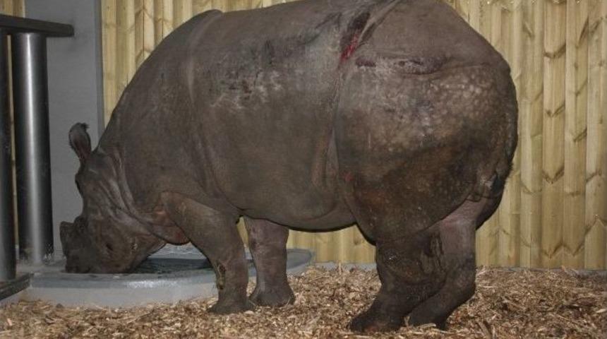 Gergedanın Bedenindeki Yaralanmalar Yol Stresinden