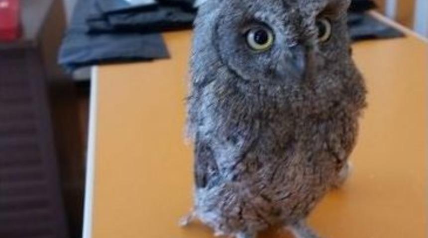 Kanadı Kırılan Puhu Kuşu Tedavi Edildi