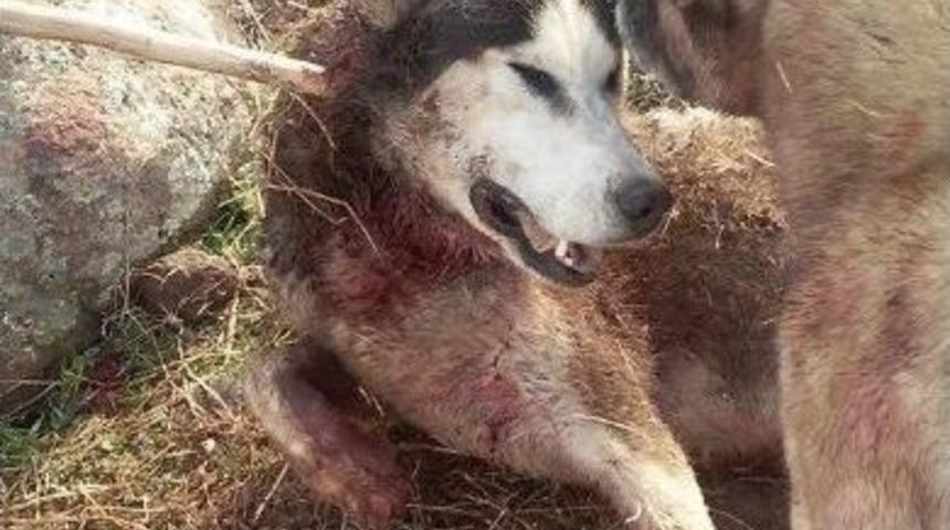 Şanlıurfa&rsquo;da A&ccedil; Kalan Kurtlar K&ouml;ye İndi