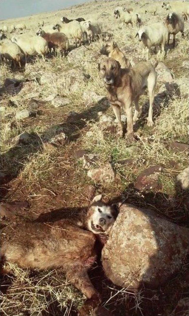 Şanlıurfa’da Aç Kalan Kurtlar Köye İndi