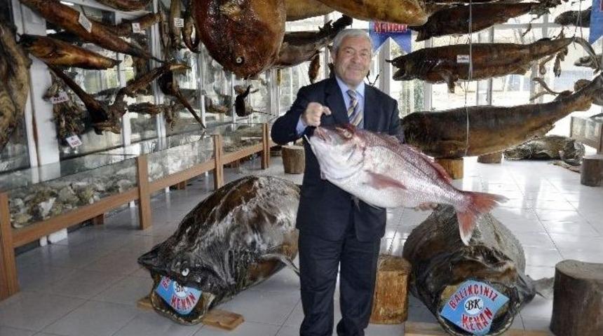 Devasa Mercan Balığı Cumhurbaşkanı&rsquo;na Hediye Edilecek