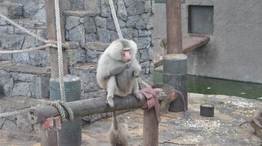 Darıca Hayvanat Bah&ccedil;esi 3 Bin 600 T&uuml;r İle T&uuml;rkiye&rsquo;de Rekora Koşuyor