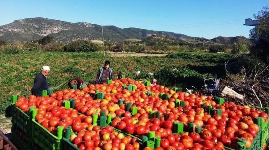 Sera Değil Tarla Domatesi