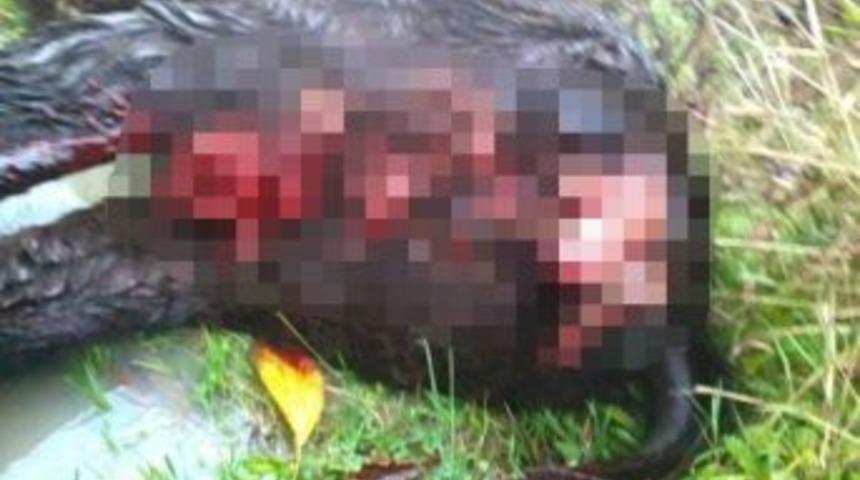 Ayılar, Kastamonu&rsquo;da 3 Hayvanı Telef Etti