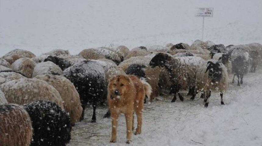 Y&uuml;ksekova&rsquo;da 3 Bin Koyun Tipide Mahsur Kaldı