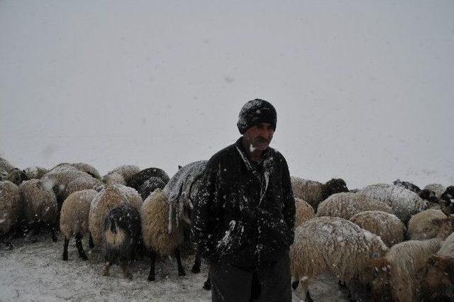 Yüksekova’da 3 Bin Koyun Tipide Mahsur Kaldı