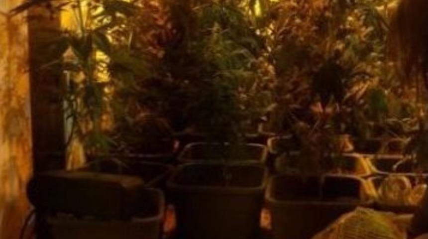 Evde Uyuşturucu Yetiştiren Öğretmenler Yakalandı